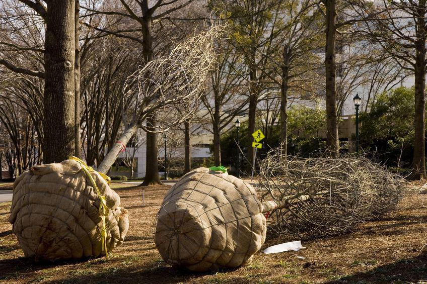 planter un grand arbre